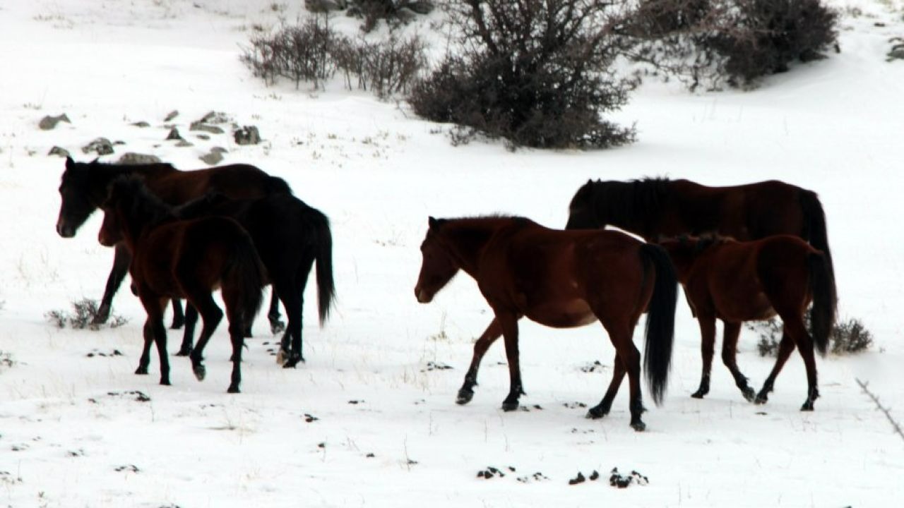 Beypazarı'nda karla kaplanan alanlarda yılkı atları görüntülendi
