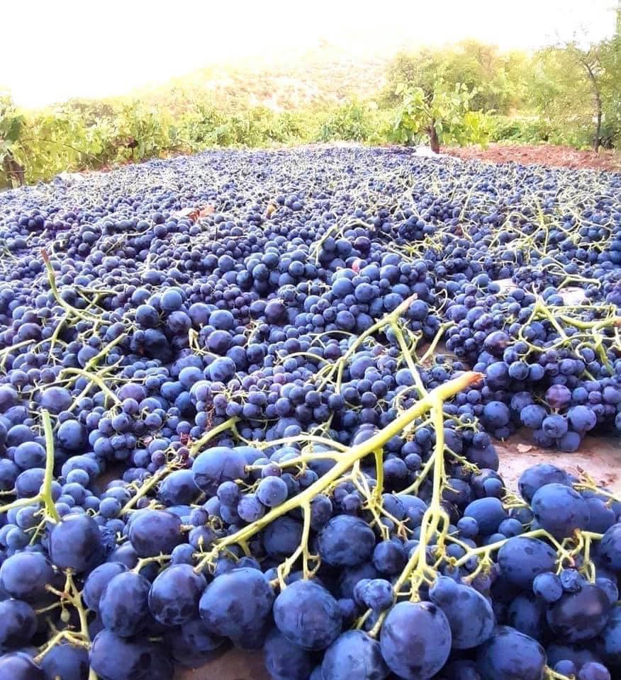 Kuruyemişçilerin gözdesi sergide