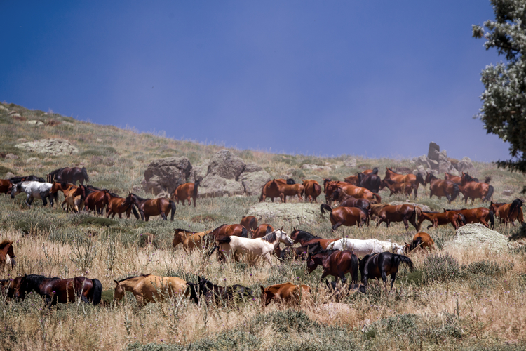 Karadağ'daki yaban hayatı "Susuz kaldı"