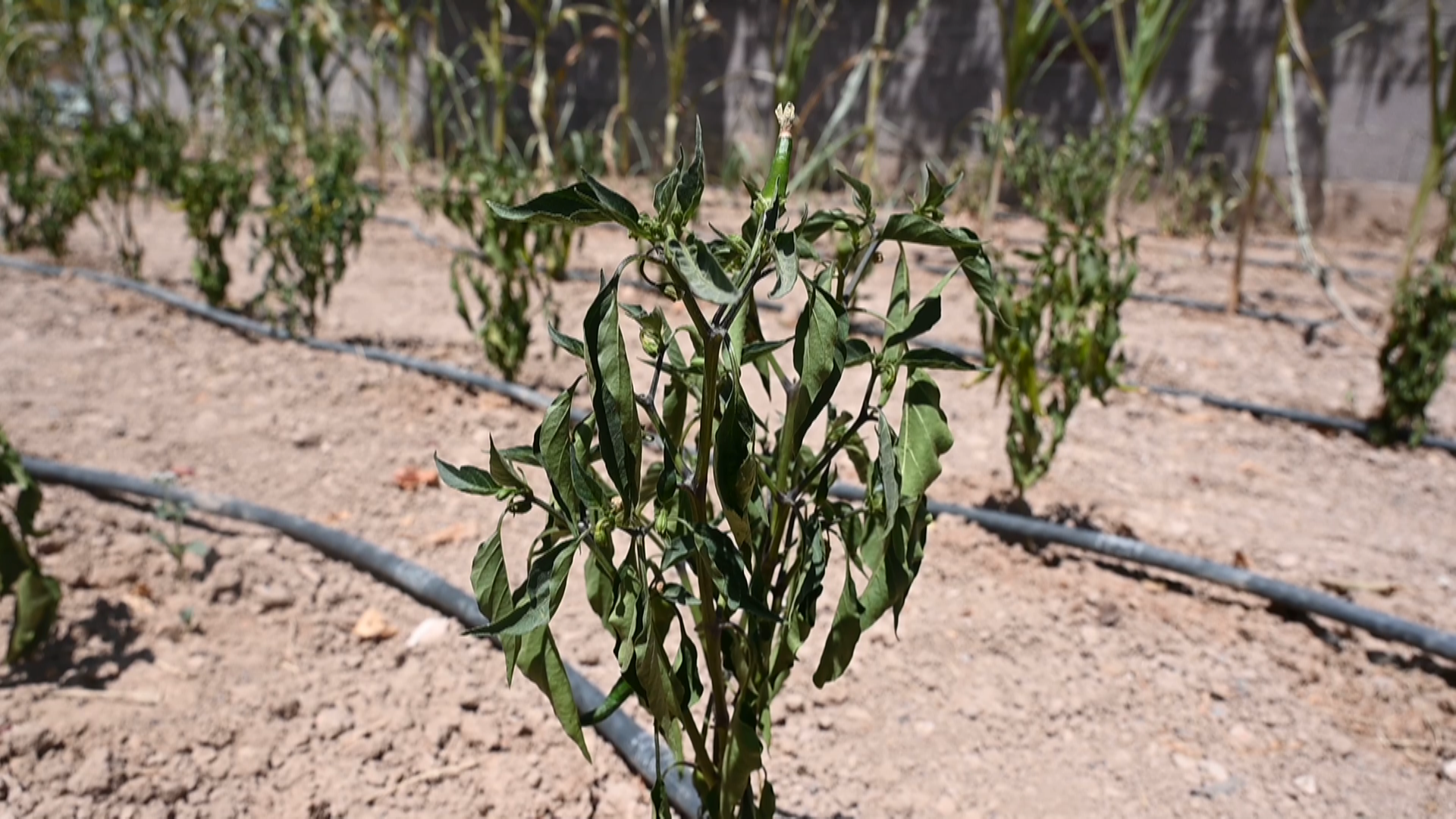 O Mahallede kriz devam ediyor - Karaman