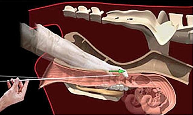 Karaman'daki büyükbaş üreticilerine "Müjde"