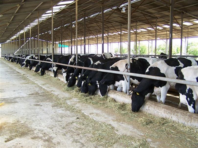 Karaman'daki büyükbaş üreticilerine "Müjde"