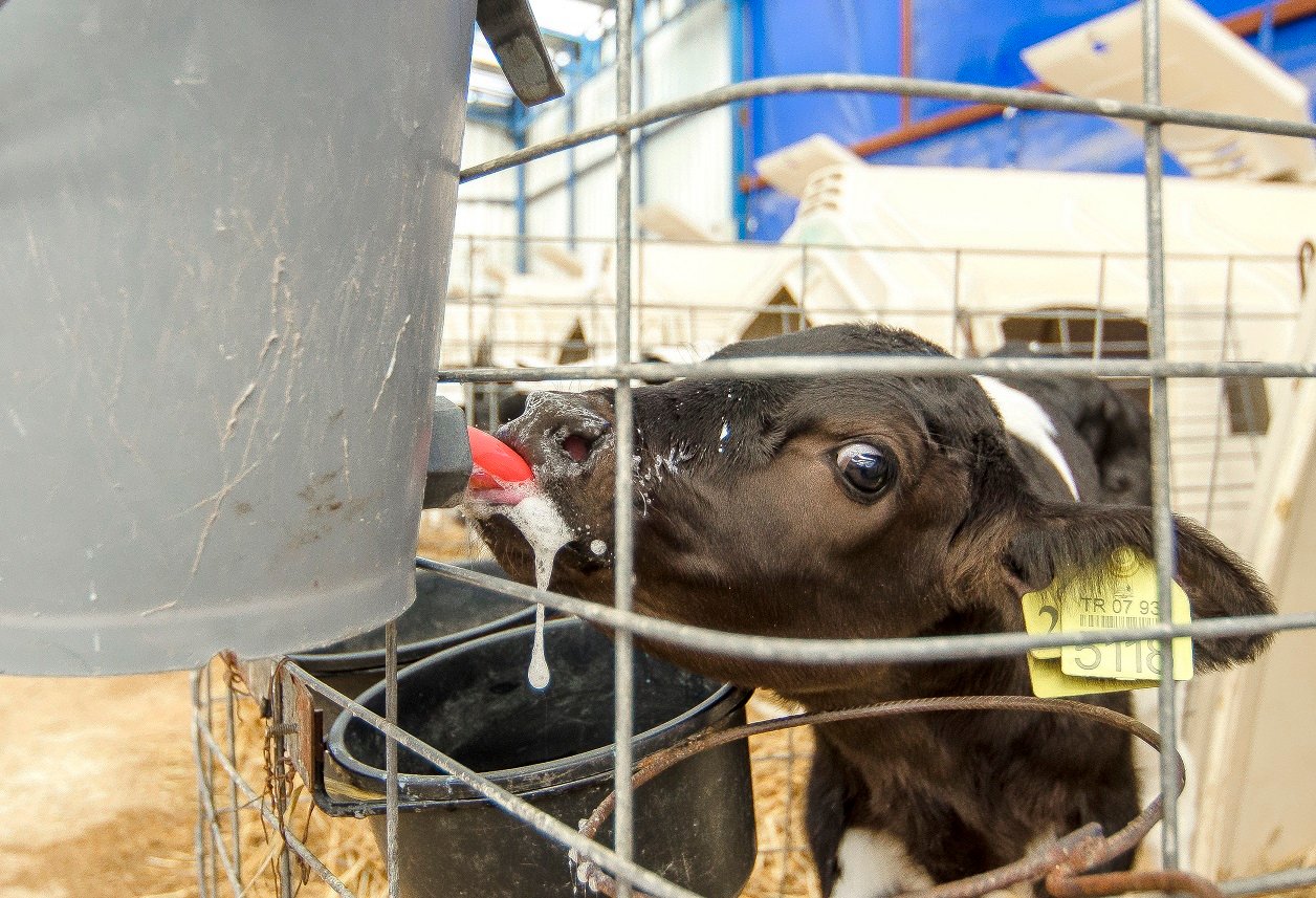 Karaman'daki büyükbaş üreticilerine "Müjde"