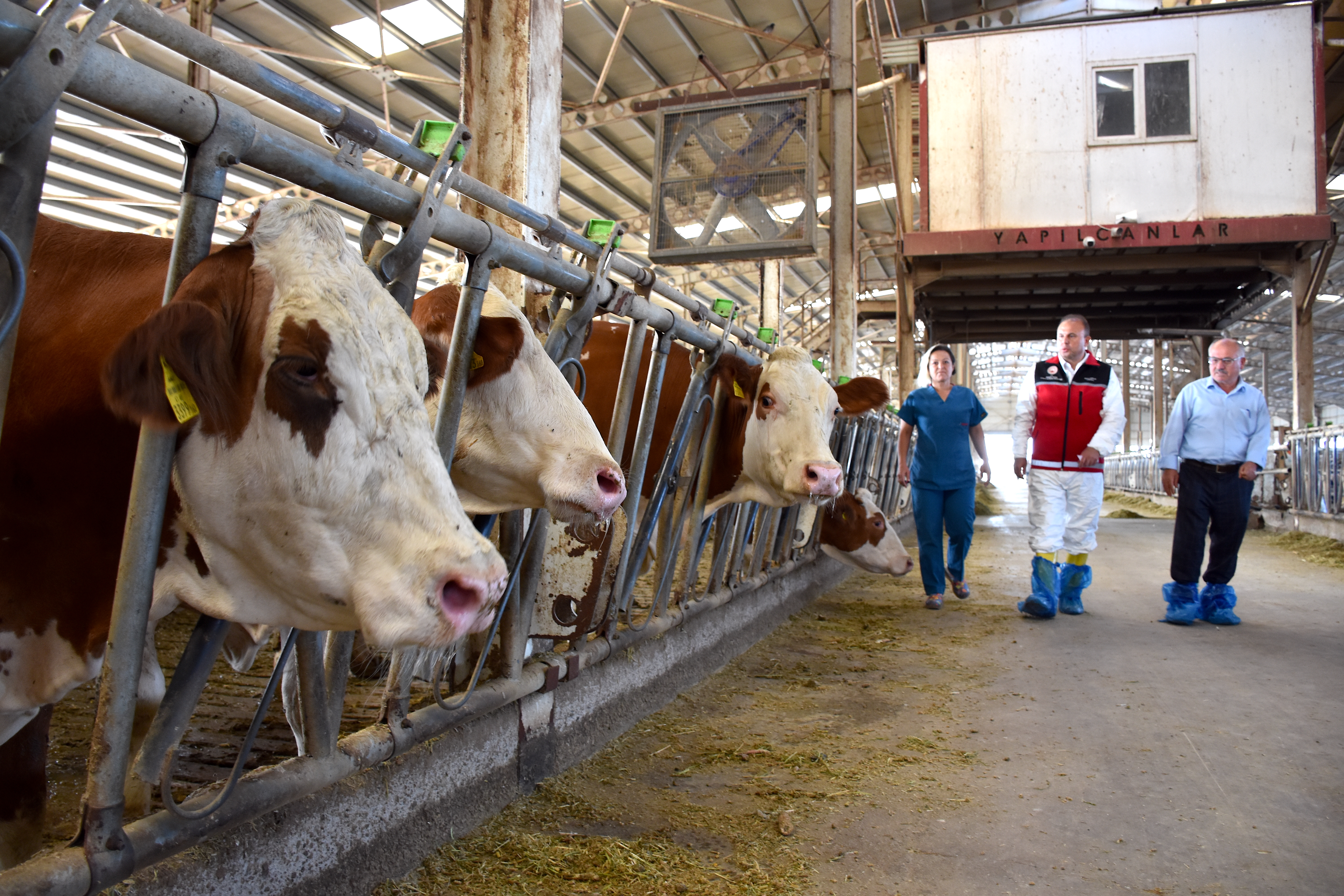 Karaman'daki büyükbaş üreticilerine "Müjde"