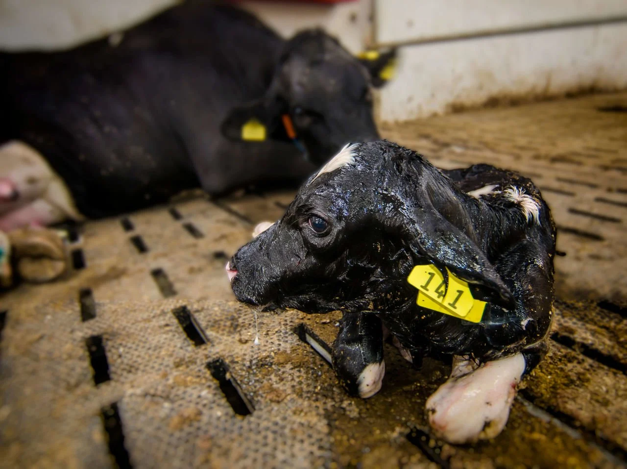 Karaman'daki büyükbaş üreticilerine "Müjde"