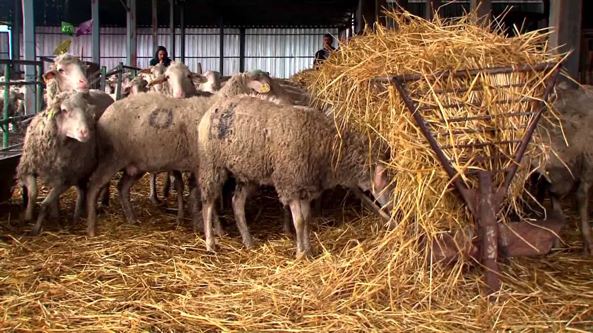Bari bir torba yem verin - Karaman