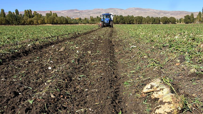 Karaman’da hasat başladı – Gözler Türk Şeker’e çevrildi