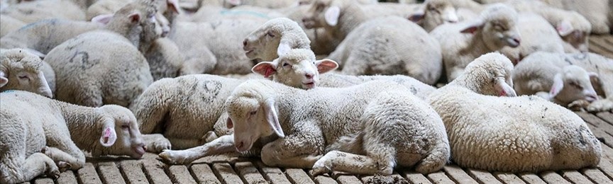 Karaman’da kuzu eti ne kadar oldu