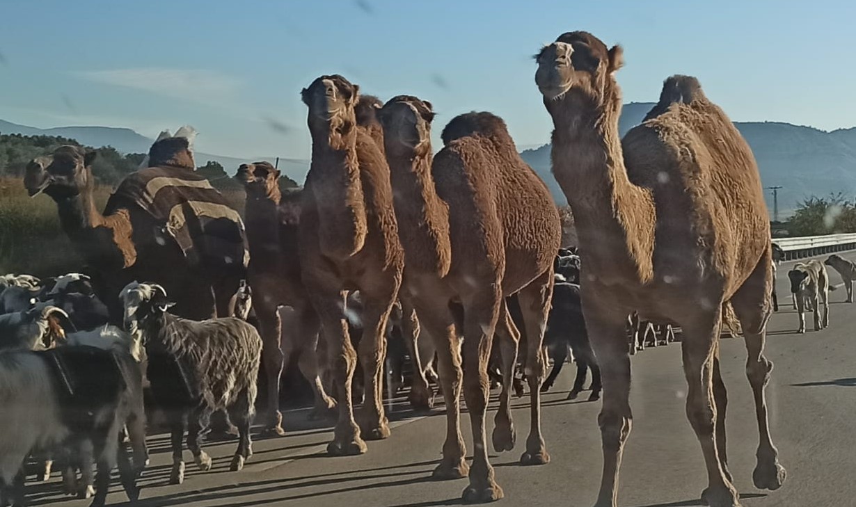 Göç mesaisi başladı