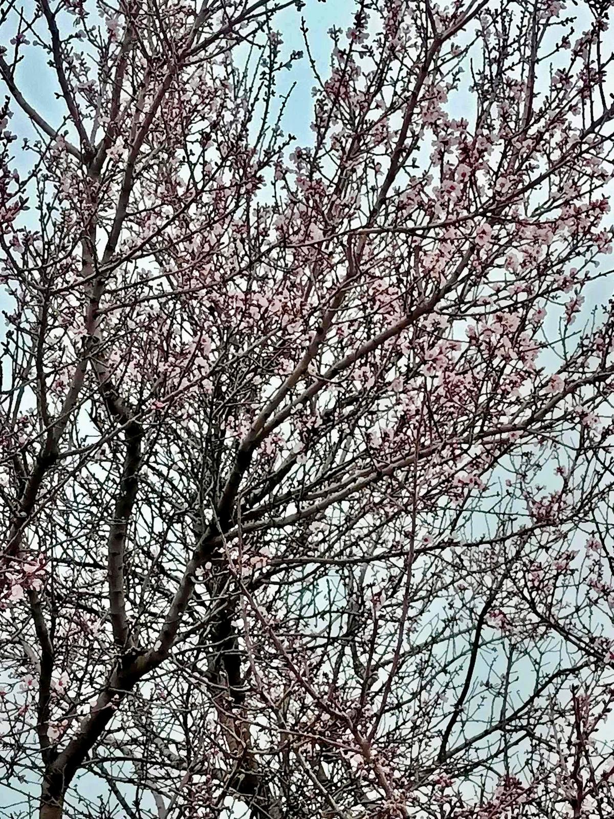 Karaman'da bademler güneşe kandı