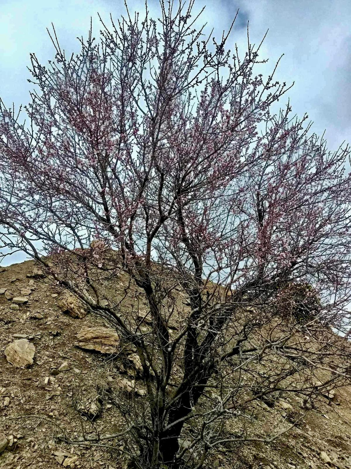 Karaman'da bademler güneşe kandı