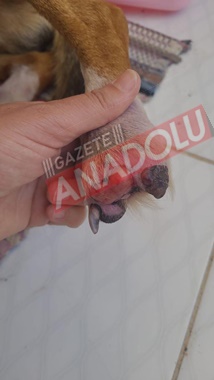 Patisi kesilen köpeği bulan kişi konuştu… Sarıveliler'deki yanlış anlaşılma düzeltildi