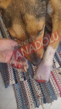 Patisi kesilen köpeği bulan kişi konuştu… Sarıveliler'deki yanlış anlaşılma düzeltildi