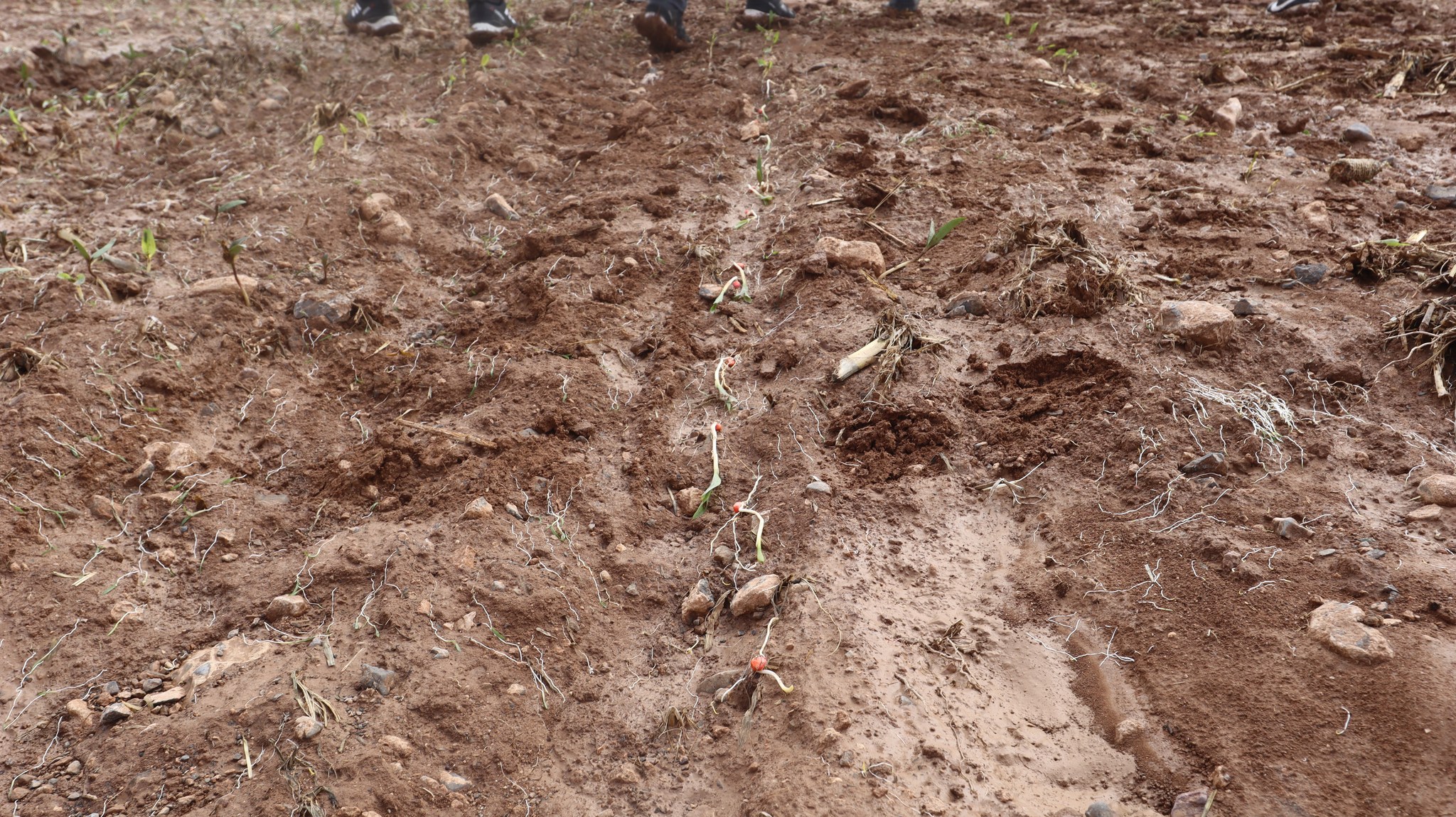 Yaralar hızla sarılacak