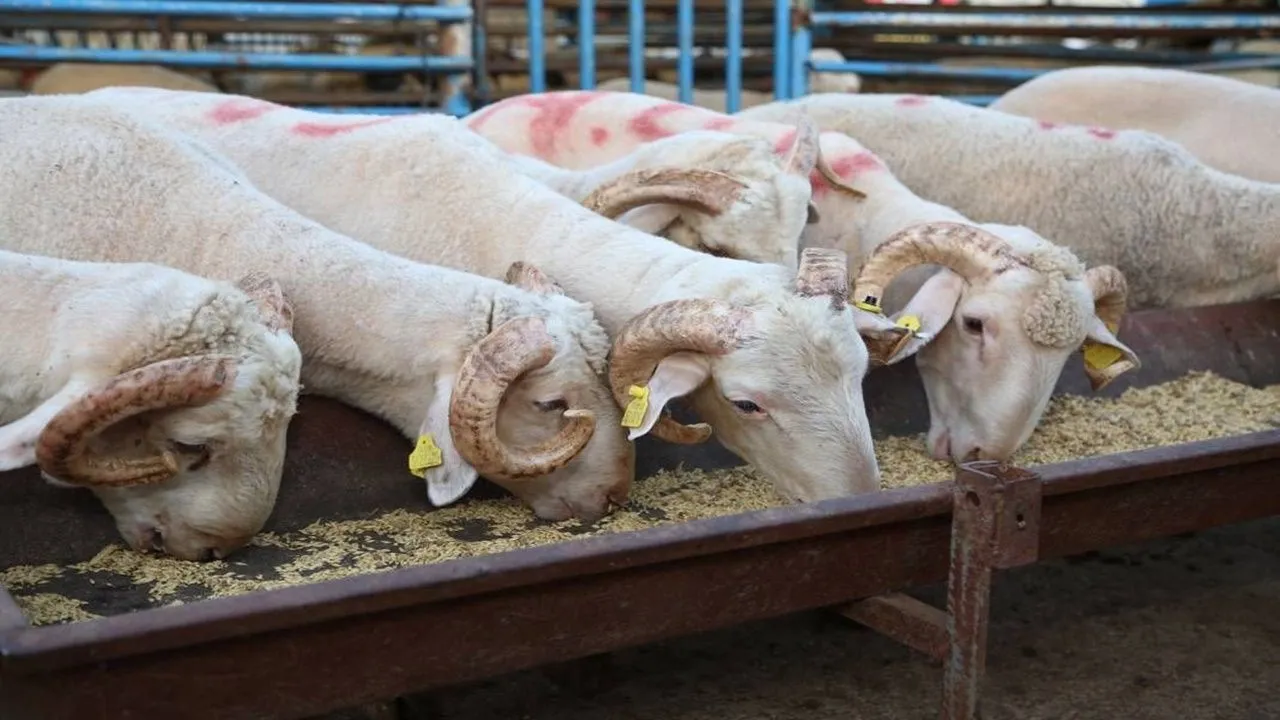 Karaman’daki kurban fiyatlarını açıkladı bir de üreticiyi uyardı…