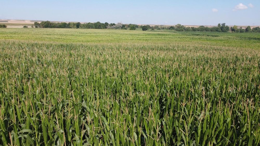 Mısır ekimi arttıkça tehlike büyüyor