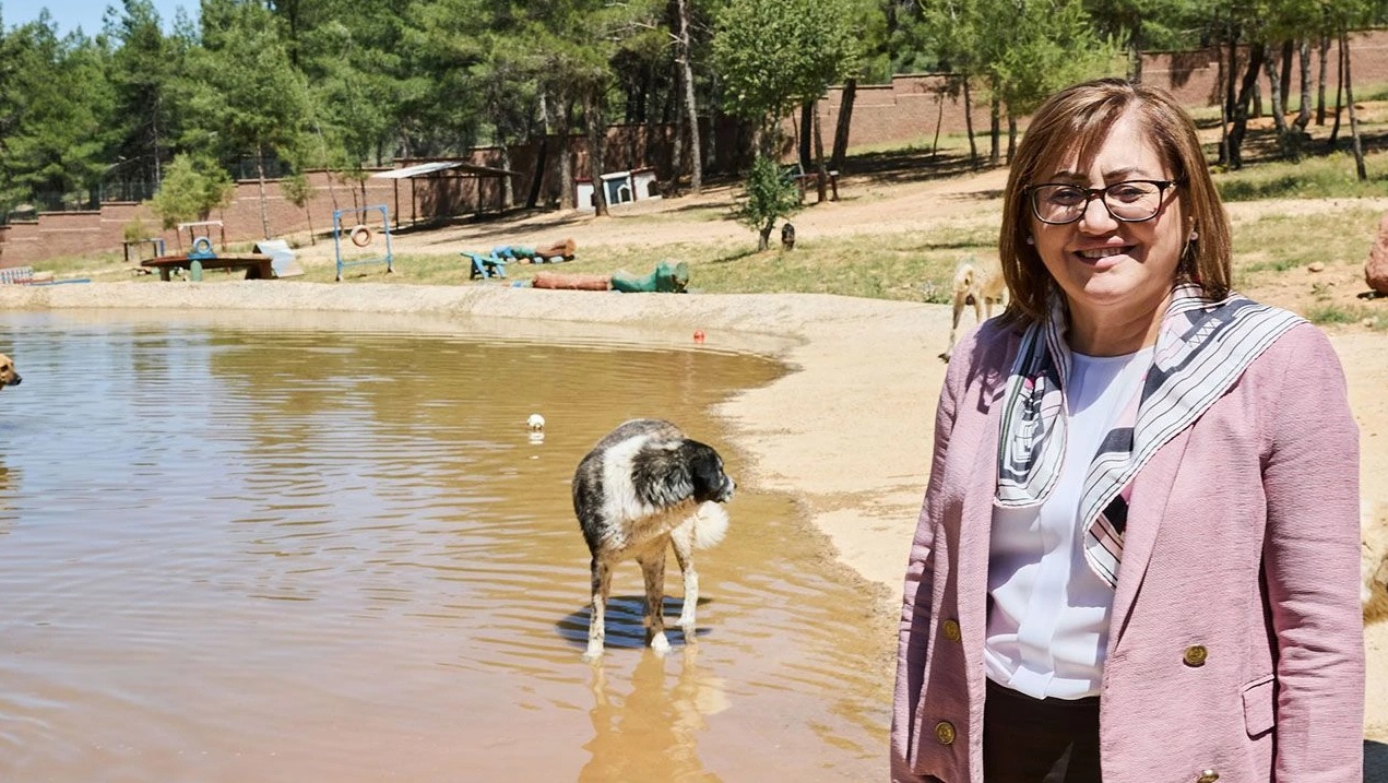Bu çözüm Türkiye’ye örnek olsun – Sokak hayvanlarına kadın eli değdi
