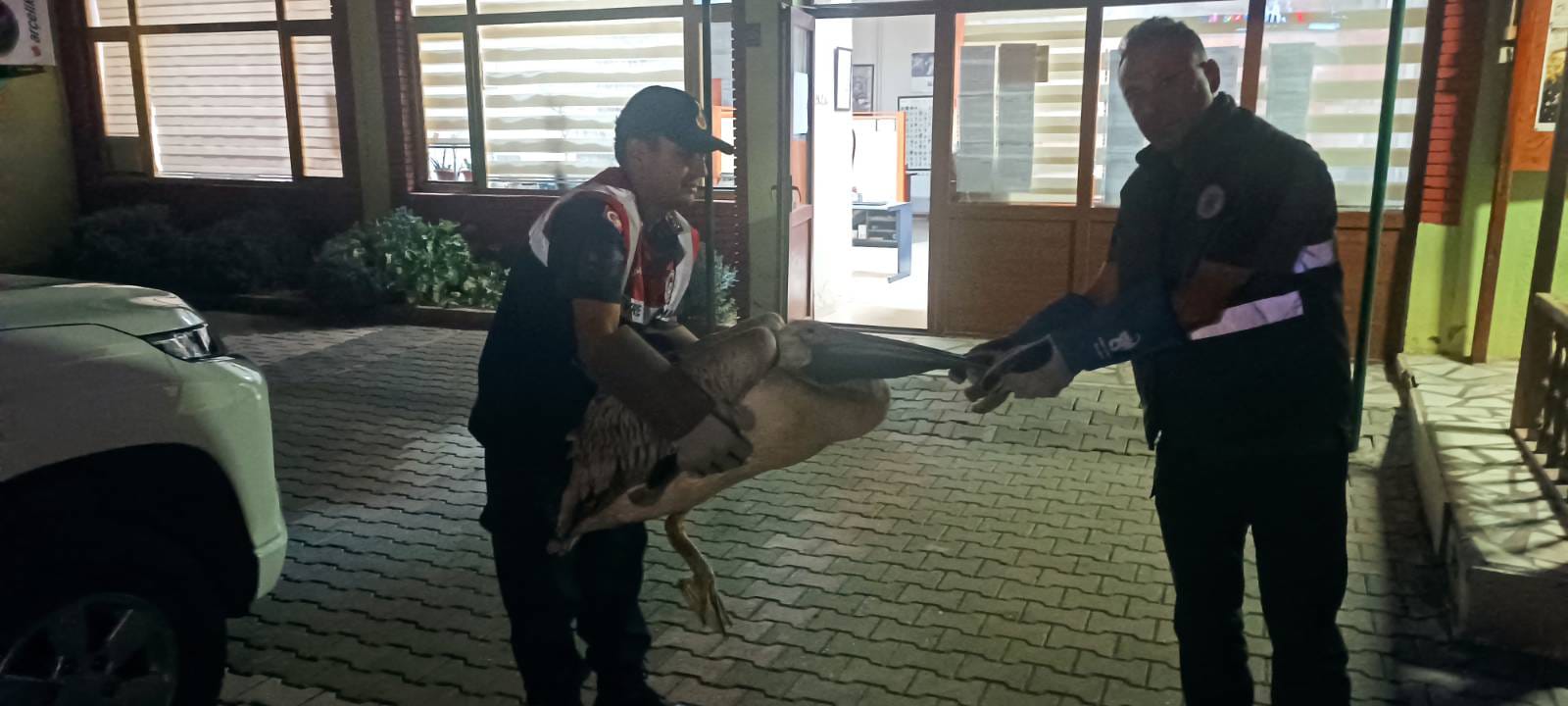 Yaralı halde bulunan pelikan koruma altına alındı