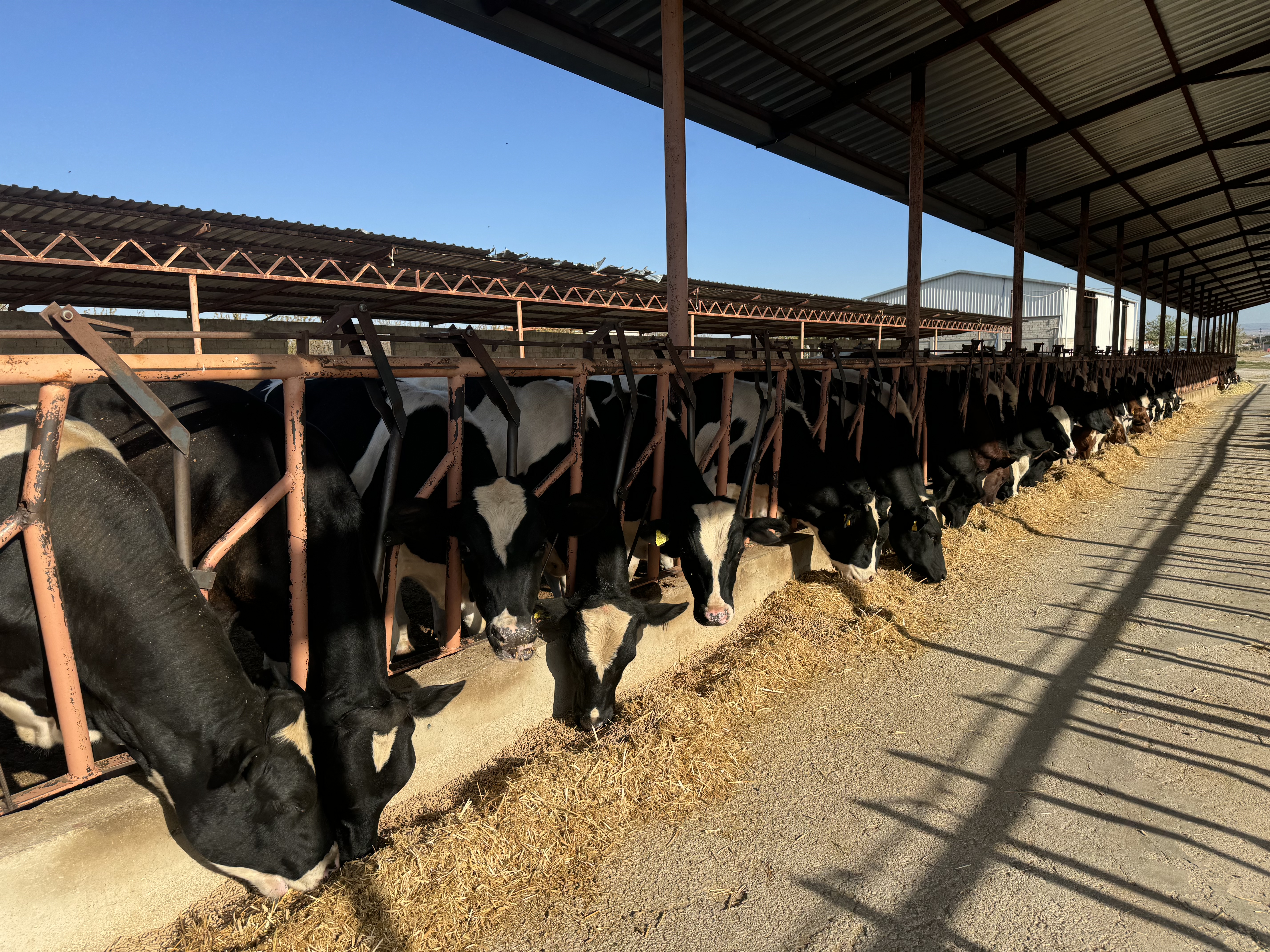 Karaman'ın örnek köyü