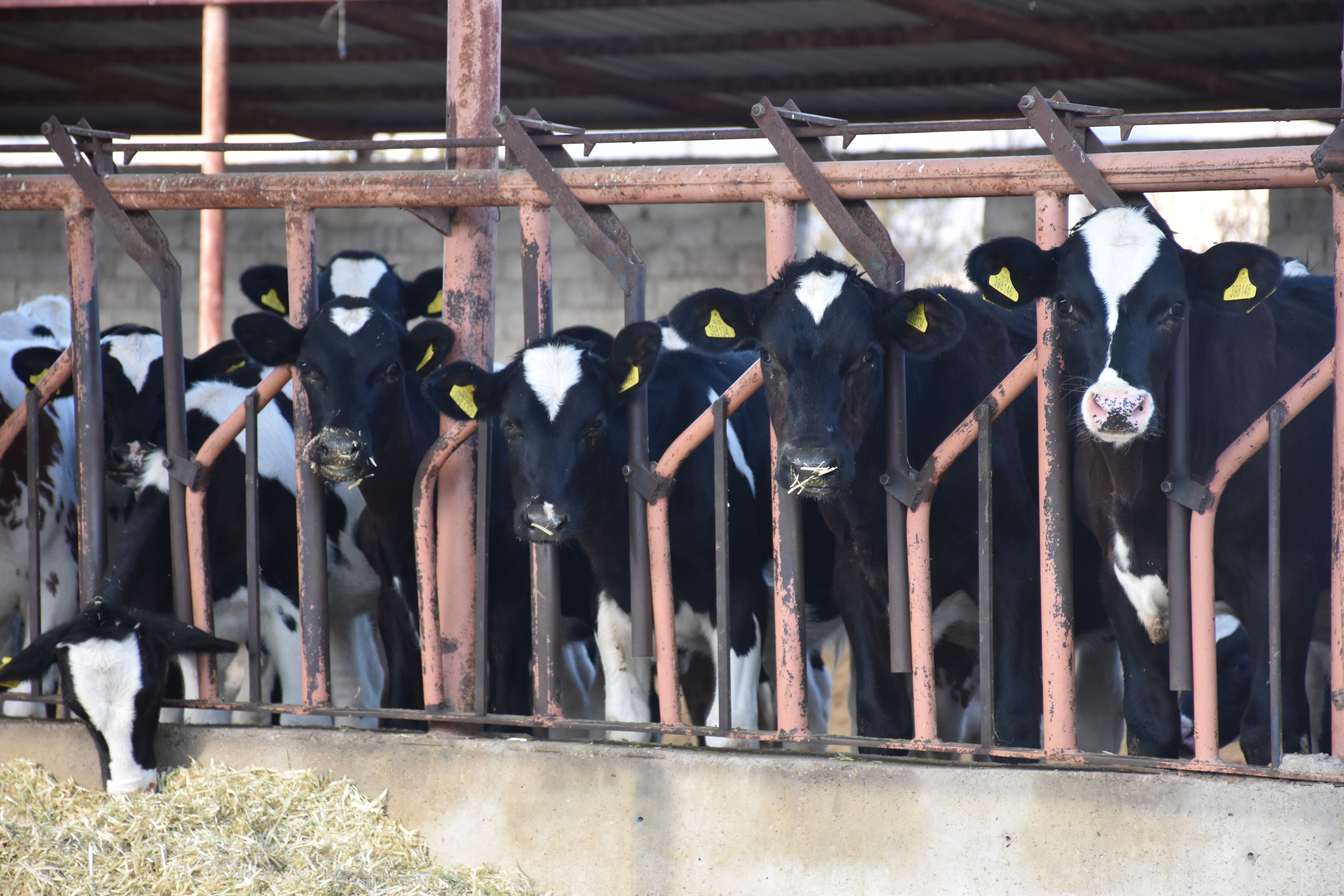 Karaman'ın örnek köyü