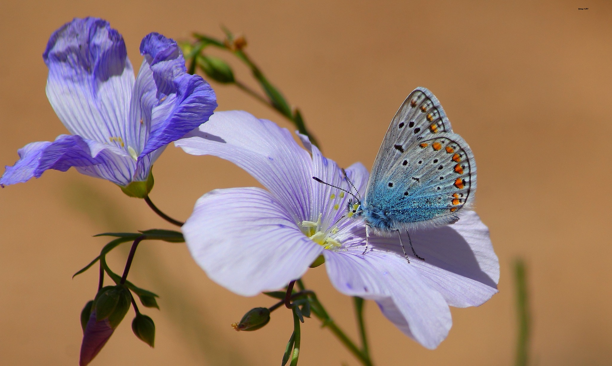 İşte Karaman doğasındaki 2 zarafet
