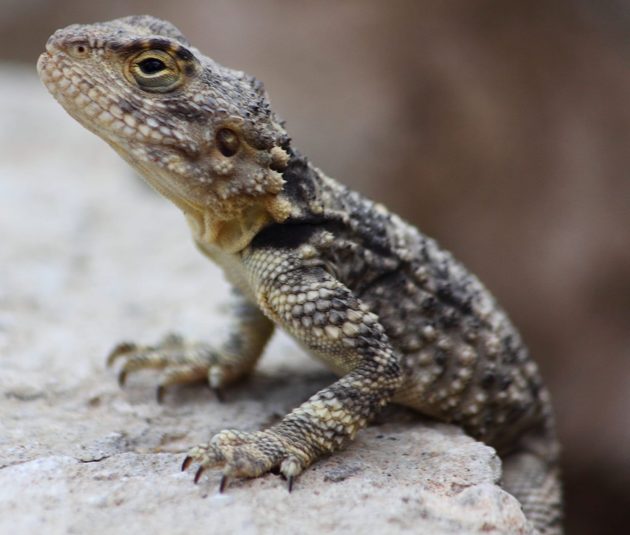 İşte Karaman doğasındaki 2 zarafet