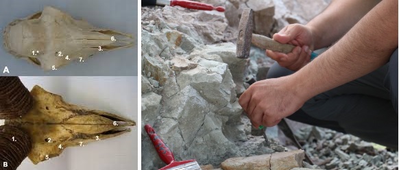 Karaman dünyaya damgasını vurdu