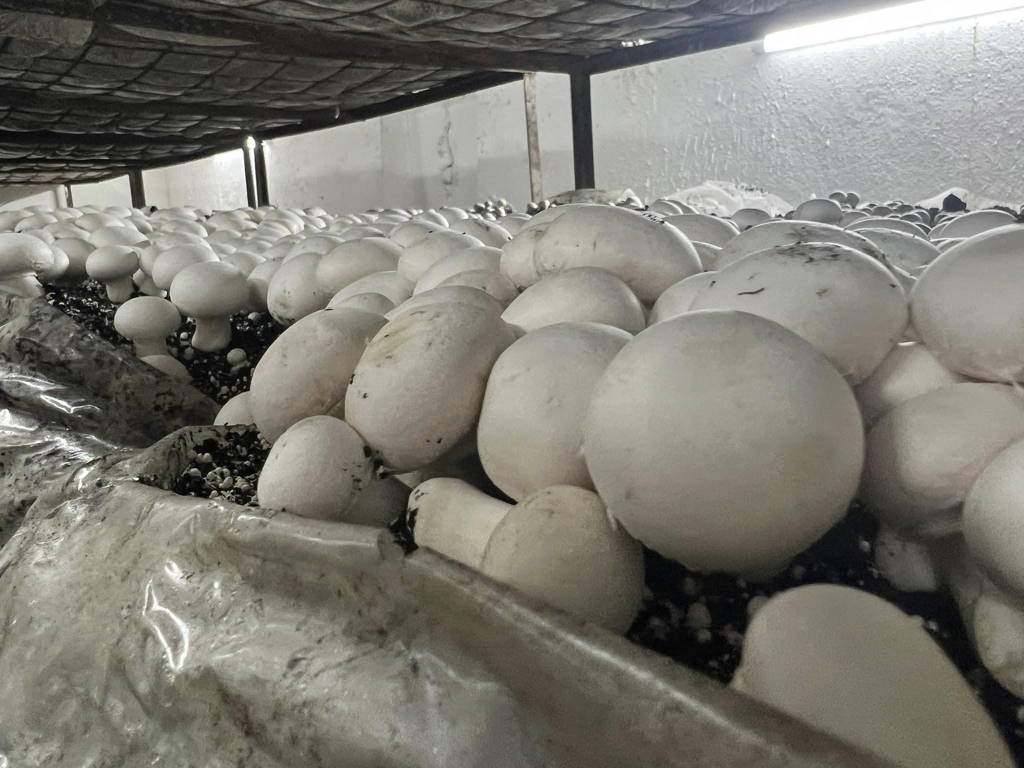 Karaman'daki üreticiden örnek başarı