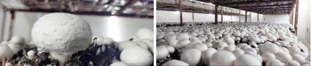 Karaman'daki üreticiden örnek başarı