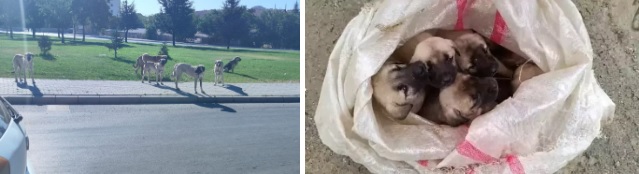 Karaman'da bunu yapanlar yandı: Cezası 71 bin 965 TL