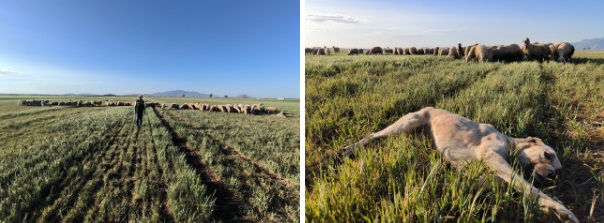 Yollarbaşılı çobanın vicdanı konuştu: Sahipsizlere görev sürüye güven