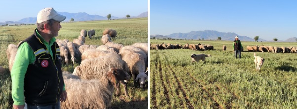 Yollarbaşılı çobanın vicdanı konuştu: Sahipsizlere görev sürüye güven