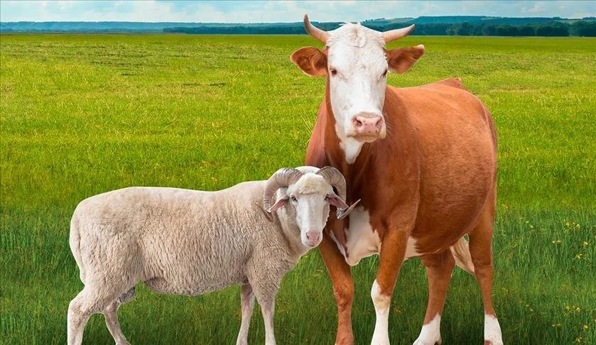 İl İl Kurbanlık Fiyatları: İstanbul, Ankara, İzmir, Kocaeli, Adana, Şanlıurfa, Erzurum!