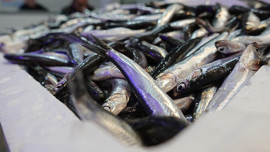 Balığa Yüzde 90 İndirim! İşte İndirimli Fiyatlar!