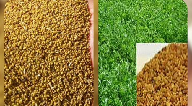 Çiftçilere %75 hibeli tohum dağıtılacak