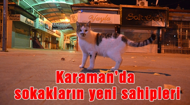 Karaman'da sokakların yeni sahipleri