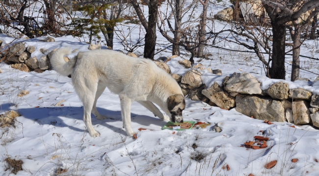 Ermenek'te sokak hayvanları unutulmadı