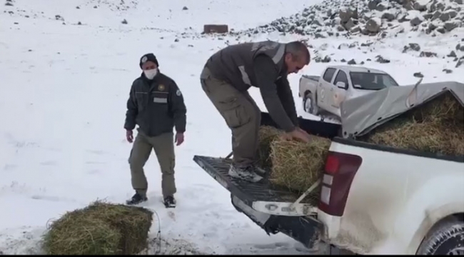 Karadağ'daki yaban hayvanları için yem bırakıldı