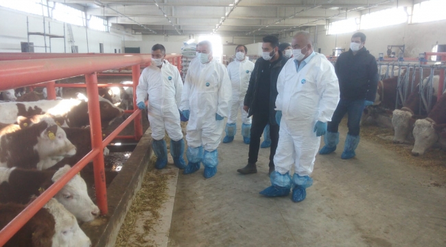 Karaman’da 70 bin büyükbaş hayvan aşılanacak
