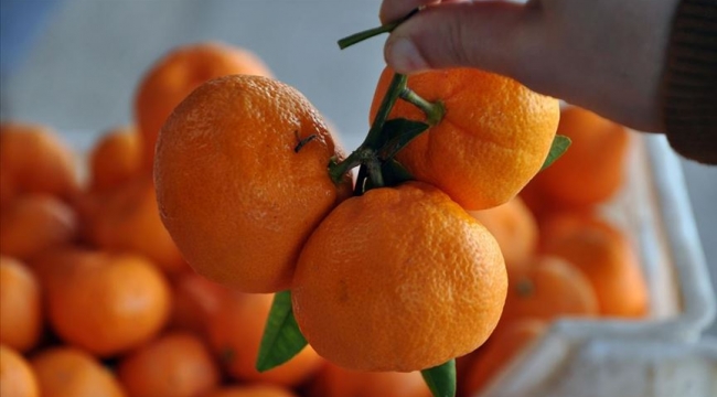 Karaman’da mandalina cep yaktı