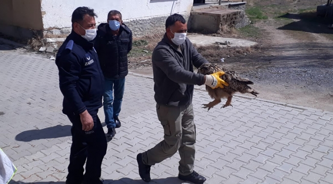 Karaman&#039;da bu kuş ilk defa bulundu!