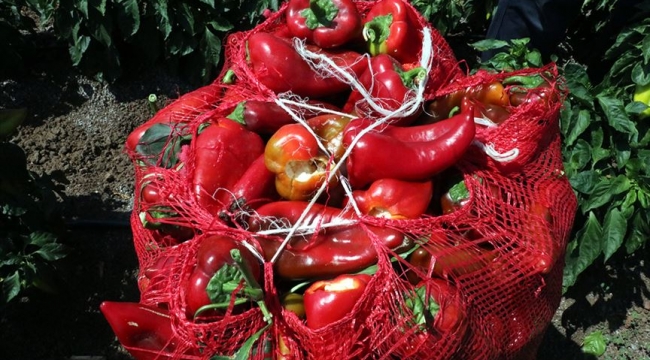 Karaman’da dolmalık biber cep yaktı!