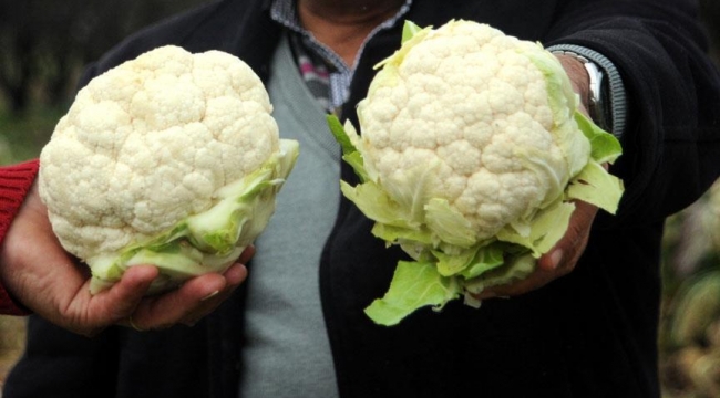 Karaman’da karnabahar cep yaktı!