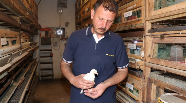 Karaman'da yeni ırk bıldırcın geliştirildi