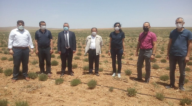 Karaman’da kıraç alanların mor bereketi 