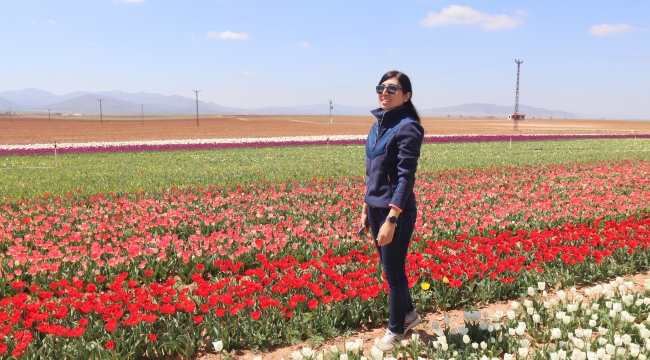 Karaman'ın laleleri 11 ülkede!