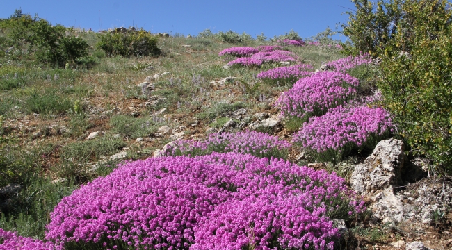 &quot;Kayagülü&quot; korunma altına alınmayı bekliyor