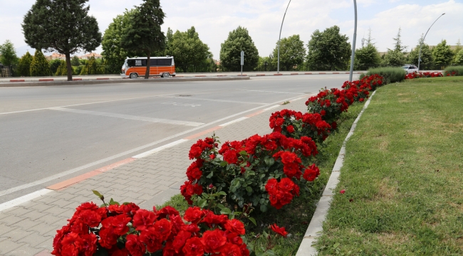 Şehir merkezi gül ve çiçeklerle donatıldı