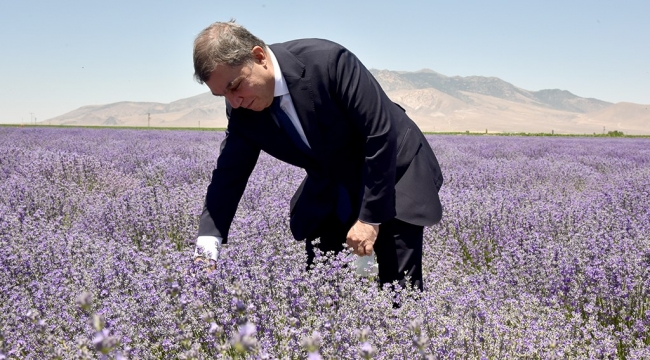 Vali Işık lavanta bahçesini inceledi
