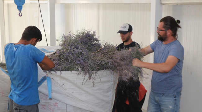 Köyünde kurduğu tesiste lavanta yağı üretiyor